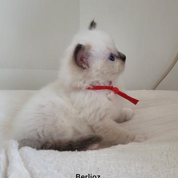 chaton Ragdoll seal point mitted BERLIOZ LA CHATTERIE  DES REVES DE SELENE