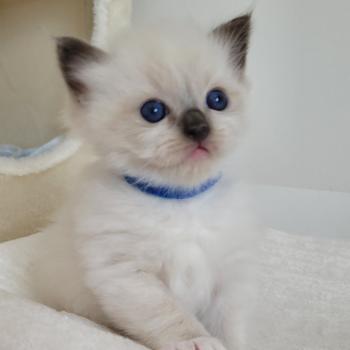chaton Ragdoll seal point mitted BERLIOZ LA CHATTERIE  DES REVES DE SELENE