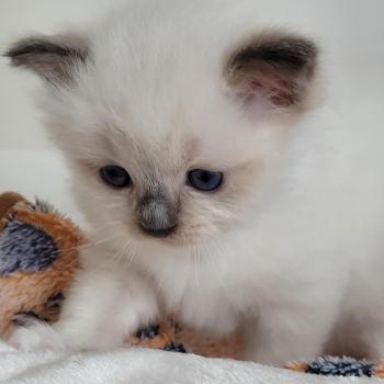 chaton Ragdoll seal point mitted BERLIOZ LA CHATTERIE  DES REVES DE SELENE