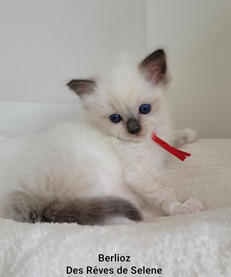 BERLIOZ Mâle Ragdoll