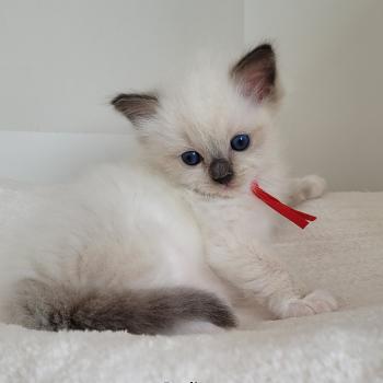 chaton Ragdoll seal point mitted BERLIOZ LA CHATTERIE  DES REVES DE SELENE