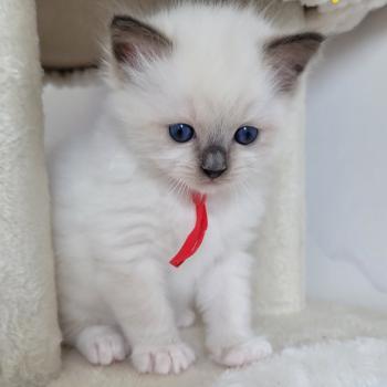 chaton Ragdoll seal point mitted BERLIOZ LA CHATTERIE  DES REVES DE SELENE