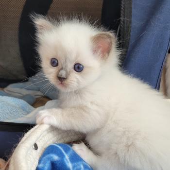 chaton Ragdoll seal point mitted BERLIOZ LA CHATTERIE  DES REVES DE SELENE