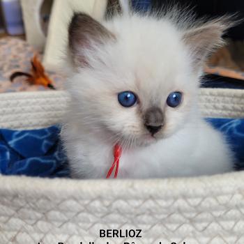chaton Ragdoll seal point mitted BERLIOZ LA CHATTERIE  DES REVES DE SELENE