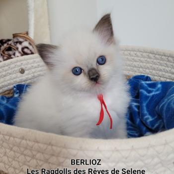 chaton Ragdoll seal point mitted BERLIOZ LA CHATTERIE  DES REVES DE SELENE