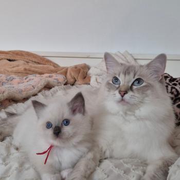 chaton Ragdoll seal point mitted BERLIOZ LA CHATTERIE  DES REVES DE SELENE
