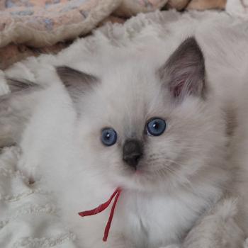 chaton Ragdoll seal point mitted BERLIOZ LA CHATTERIE  DES REVES DE SELENE