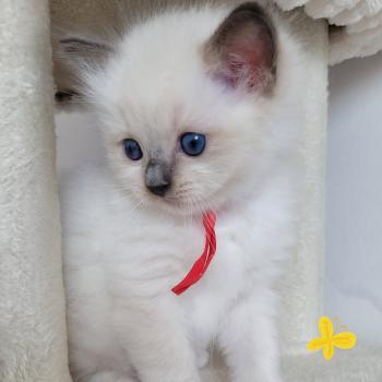 chaton Ragdoll seal point mitted BERLIOZ LA CHATTERIE  DES REVES DE SELENE