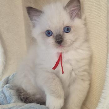 chaton Ragdoll seal point mitted BERLIOZ LA CHATTERIE  DES REVES DE SELENE