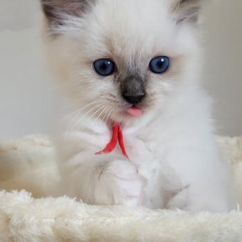 chaton Ragdoll seal point mitted BERLIOZ LA CHATTERIE  DES REVES DE SELENE