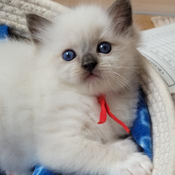 chaton Ragdoll seal point mitted BERLIOZ LA CHATTERIE  DES REVES DE SELENE