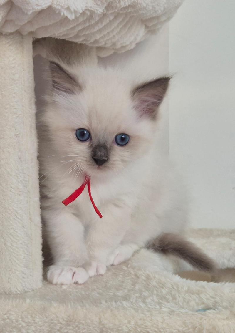 BERLIOZ Mâle Ragdoll