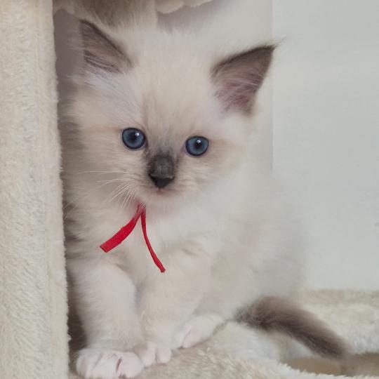 BERLIOZ Mâle Ragdoll