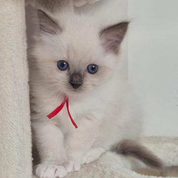 chaton Ragdoll seal point mitted BERLIOZ LA CHATTERIE  DES REVES DE SELENE