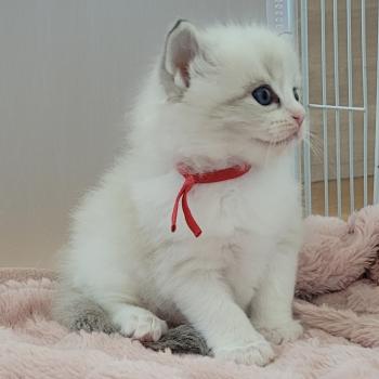 chaton Ragdoll BLAKE LA CHATTERIE  DES REVES DE SELENE