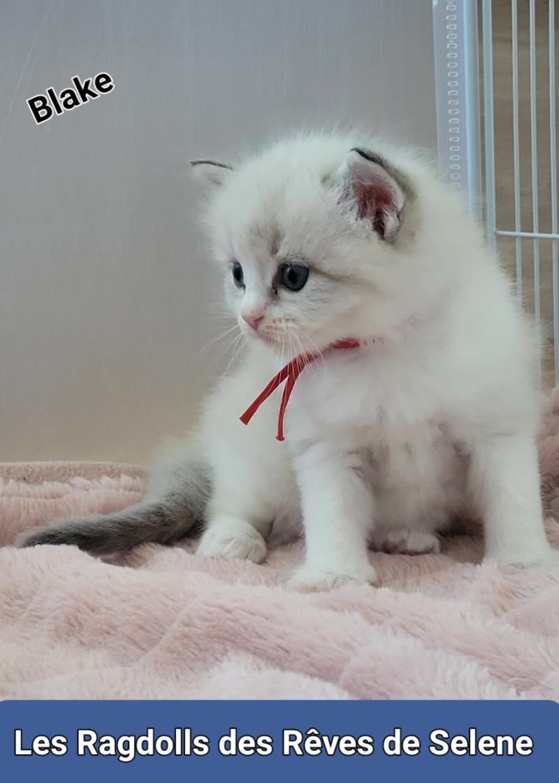 BLAKE Mâle Ragdoll