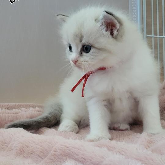 BLAKE Mâle Ragdoll