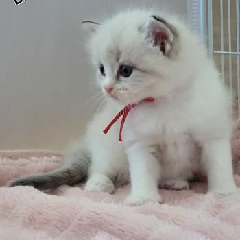 chaton Ragdoll BLAKE LA CHATTERIE  DES REVES DE SELENE