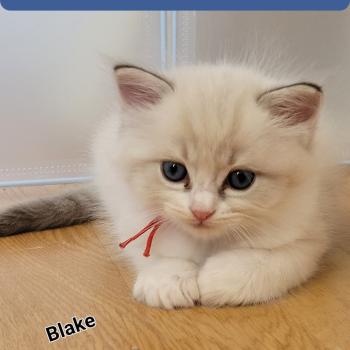 chaton Ragdoll seal tabby point bicolor BLAKE LA CHATTERIE  DES REVES DE SELENE