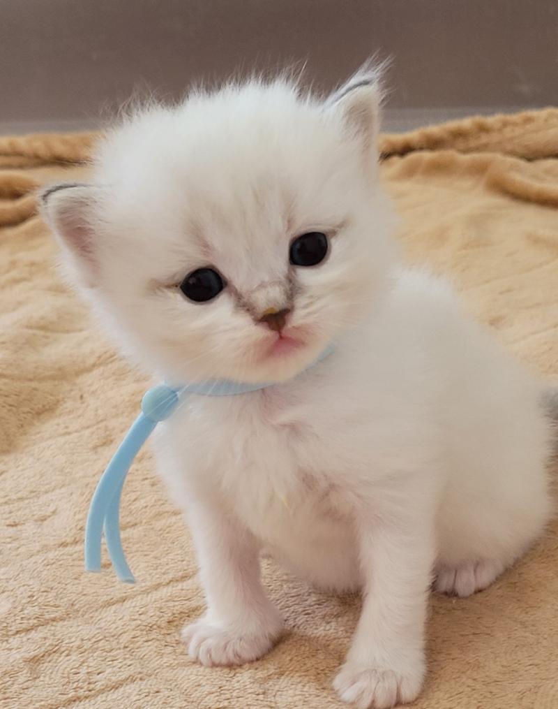 BLUE Femelle Ragdoll
