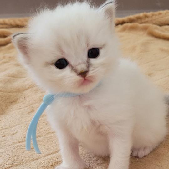 BLUE Femelle Ragdoll