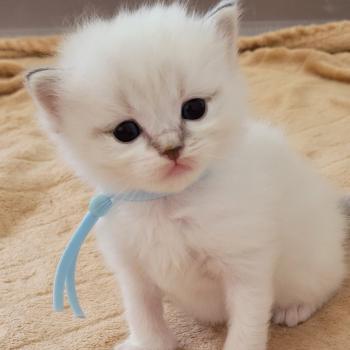 chaton Ragdoll blue tabby point BLUE LA CHATTERIE  DES REVES DE SELENE
