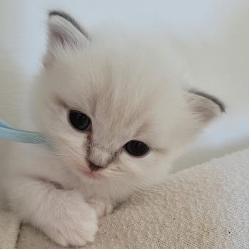 chaton Ragdoll blue tabby point BLUE LA CHATTERIE  DES REVES DE SELENE