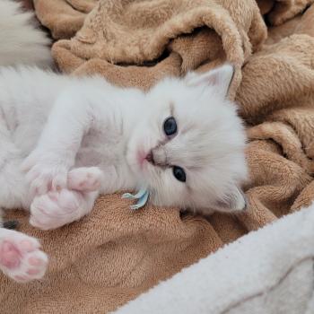 chaton Ragdoll blue tabby point BLUE LA CHATTERIE  DES REVES DE SELENE