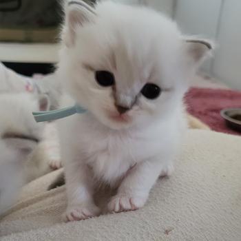 chaton Ragdoll blue tabby point BLUE LA CHATTERIE  DES REVES DE SELENE