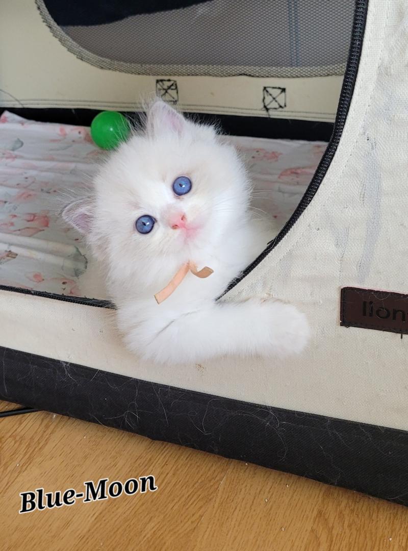 BOHEME Femelle Ragdoll