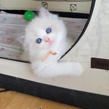 chaton Ragdoll blue tabby point bicolor BLUE LA CHATTERIE  DES REVES DE SELENE