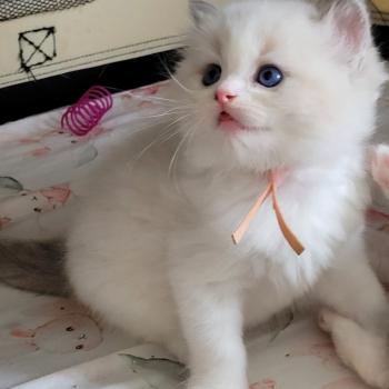 chaton Ragdoll blue tabby point bicolor BLUE LA CHATTERIE  DES REVES DE SELENE