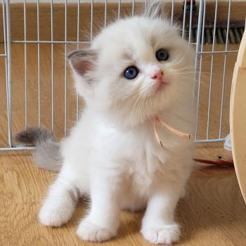 chaton Ragdoll blue tabby point bicolor BLUE LA CHATTERIE  DES REVES DE SELENE