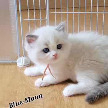 chaton Ragdoll blue tabby point bicolor BLUE LA CHATTERIE  DES REVES DE SELENE