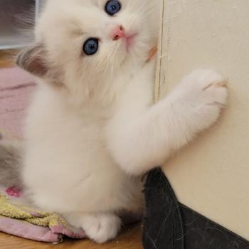 chaton Ragdoll blue tabby point bicolor BLUE LA CHATTERIE  DES REVES DE SELENE