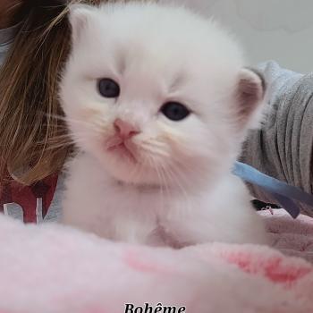 chaton Ragdoll blue tabby point bicolor BOHEME LA CHATTERIE  DES REVES DE SELENE
