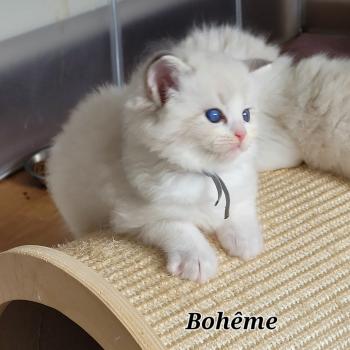 chaton Ragdoll blue tabby point bicolor BOHEME LA CHATTERIE  DES REVES DE SELENE