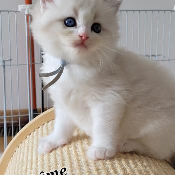 chaton Ragdoll blue tabby point bicolor BOHEME LA CHATTERIE  DES REVES DE SELENE