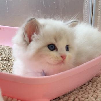 chaton Ragdoll blue tabby point bicolor BOHEME LA CHATTERIE  DES REVES DE SELENE
