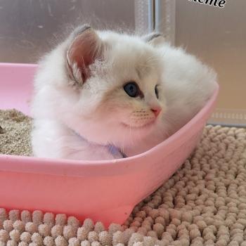 chaton Ragdoll blue tabby point bicolor BOHEME LA CHATTERIE  DES REVES DE SELENE