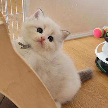 chaton Ragdoll blue tabby point bicolor BOHEME LA CHATTERIE  DES REVES DE SELENE
