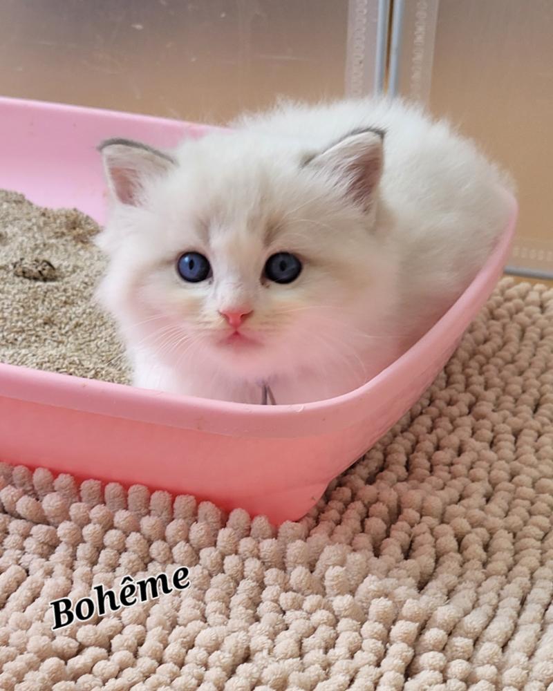 BELLA Femelle Ragdoll