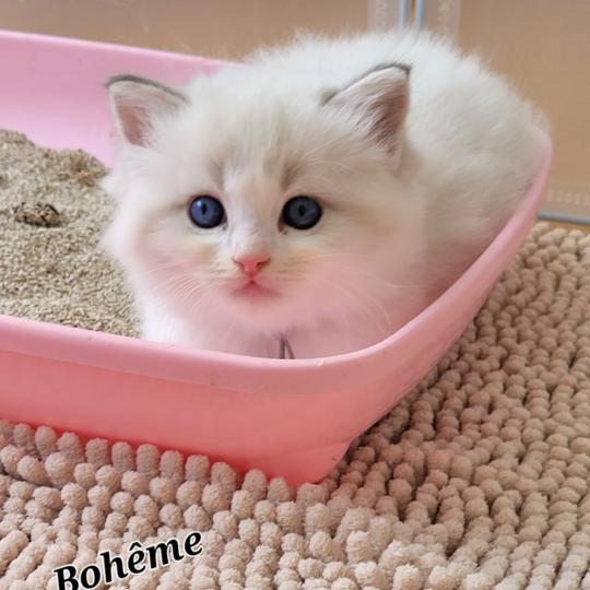 BELLA Femelle Ragdoll