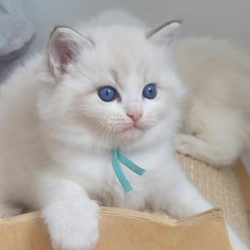 chaton Ragdoll seal tabby point bicolor BOHEME LA CHATTERIE  DES REVES DE SELENE