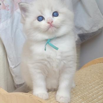 chaton Ragdoll seal tabby point bicolor BOHEME LA CHATTERIE  DES REVES DE SELENE