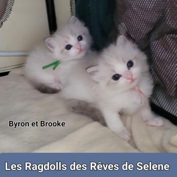 chaton Ragdoll BOHEME LA CHATTERIE  DES REVES DE SELENE