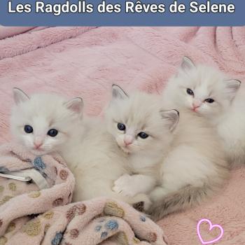 chaton Ragdoll BOHEME LA CHATTERIE  DES REVES DE SELENE