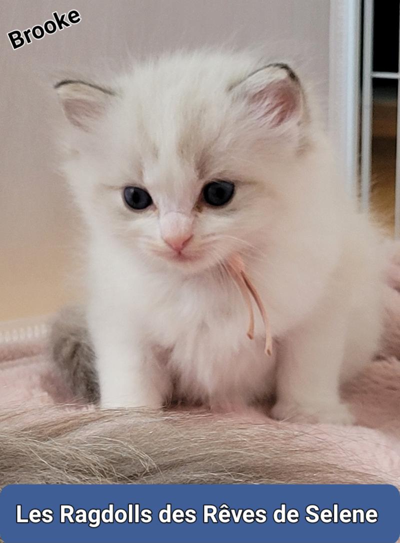 BELLA Femelle Ragdoll