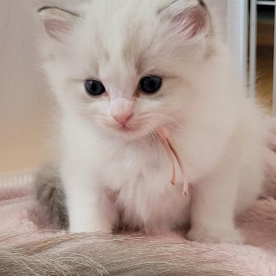 BROOKE Femelle Ragdoll