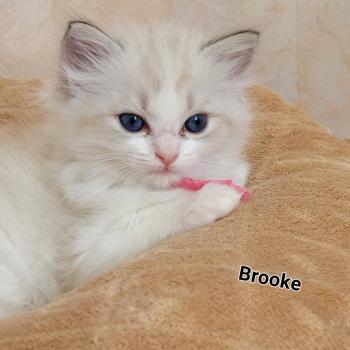 chaton Ragdoll seal tabby point bicolor BROOKE LA CHATTERIE  DES REVES DE SELENE
